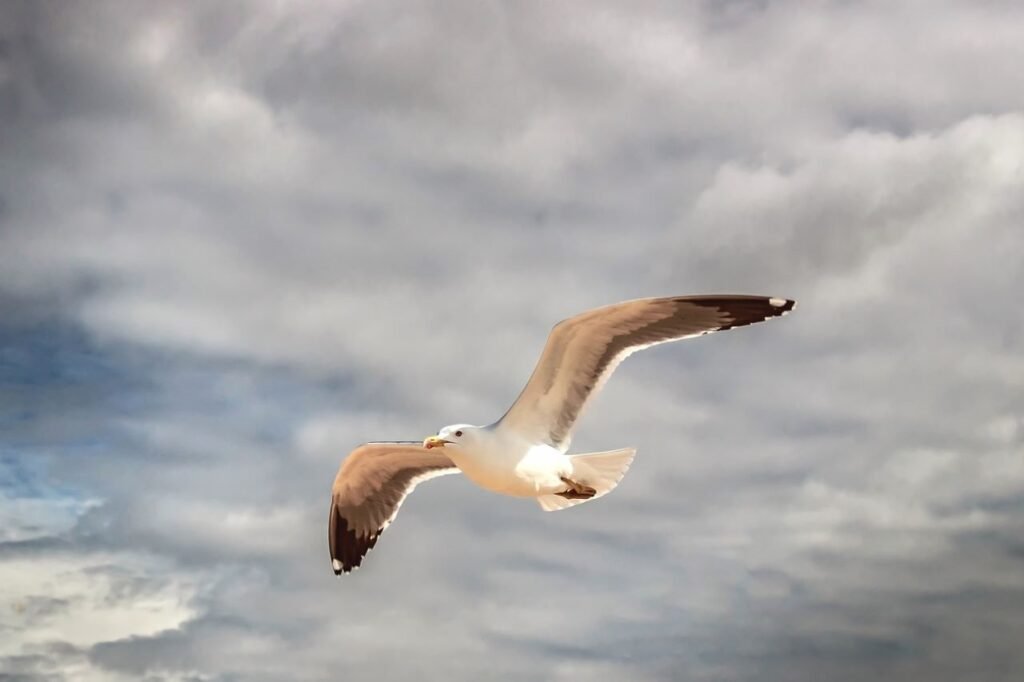 Seagull4