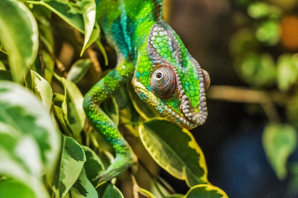 lizard